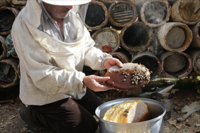 Hasadı yapılan karakovan balı yurt dışından alıcı buluyor