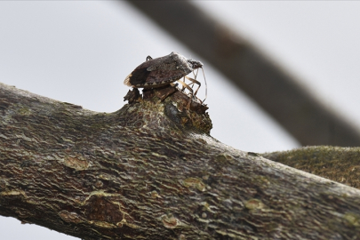 TZOB Başkanı Bayraktar, kahverengi kokarcadan zarar gören üreticiler için önlem talep etti
