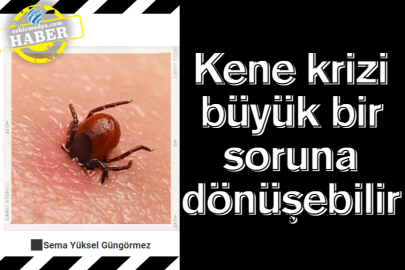 Kene krizi büyük bir soruna dönüşebilir