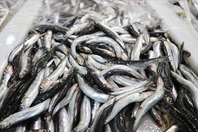 Türkiye'nin 10 aylık hamsi ihracatı 12,3 milyon doları aştı