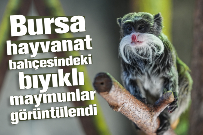 Bursa hayvanat bahçesindeki bıyıklı maymunlar görüntülendi
