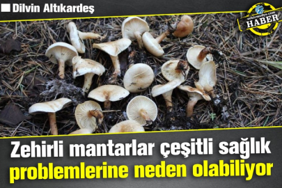 Zehirli mantarlar çeşitli sağlık problemlerine neden olabiliyor 