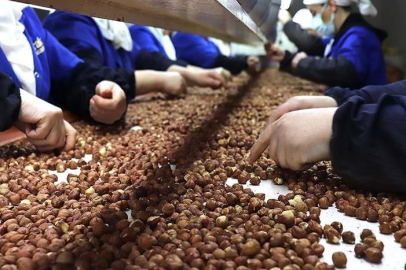 Türkiye'nin fındık ihracatının yüzde 36'sı Trabzon'dan yapıldı