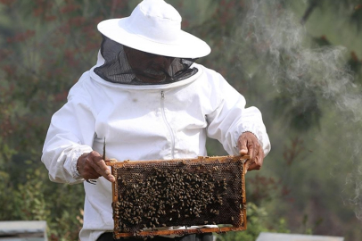 Tescilli Hatay arısının bal veriminin artırılması için ıslah çalışması yürütülüyor