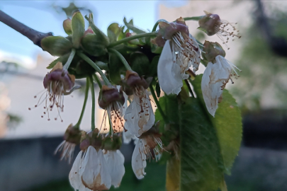 Tosya'da zirai dondan 6 bin 725 dekar alan etkilendi