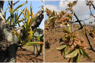 Küresel iklim değişikliği meyve bahçelerinde rekolte kaybına neden oluyor