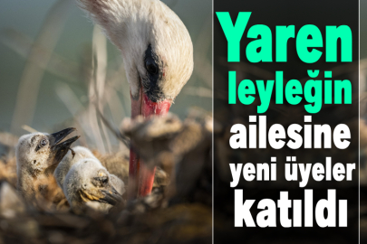 Yaren leyleğin ailesine yeni üyeler katıldı