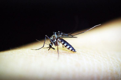 Bebekler için geliştirilen ilk sıtma ilacı onay aldı