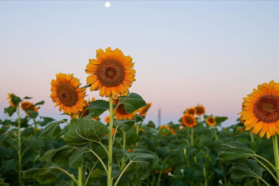 Uşak'ta ayçiçeği ekim alanı 5 yılda 4 kat artarak 40 bin 700 dekara çıktı