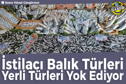 İstilacı Balık Türleri Yerli Türleri Yok Ediyor