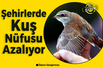 Şehirlerde Kuş Nüfusu Azalıyor