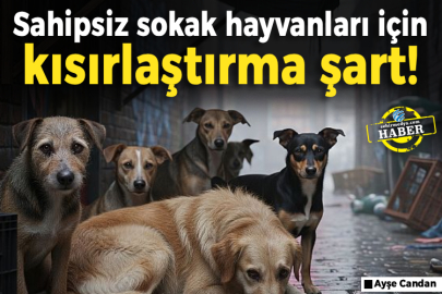 Sahipsiz sokak hayvanları için kısırlaştırma şart!
