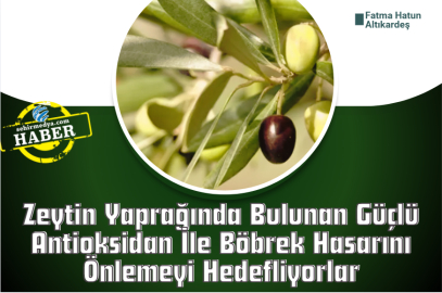 Zeytin Yaprağında Bulunan Güçlü Antioksidan İle Böbrek Hasarını Önlemeyi Hedefliyorlar
