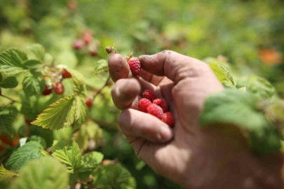 Bursa'da ahududu yok olmak üzere 