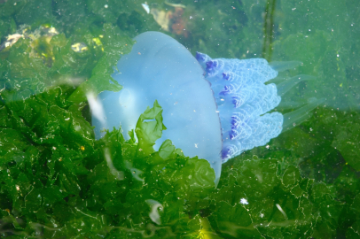 Gemlik Körfezi’ni denizanaları sardı
