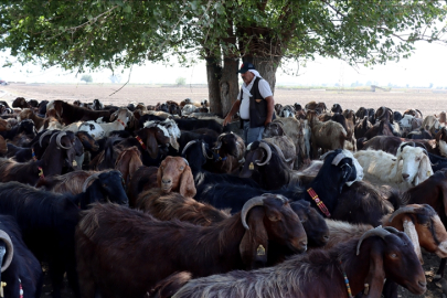 Depremde hayvanları telef olan besici devlet desteğiyle sürüsünü büyüttü