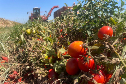 Fiyatlar geçen yıla göre artsa da, salçalık domates üreticisi kazanamamaktan şikayetçi