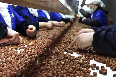 Trabzon'da 8 aylık fındık ihracatı 455 milyon doları aştı