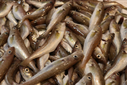 Trabzon'da balıkçı tezgahlarını mezgit ve istavrit süslüyor