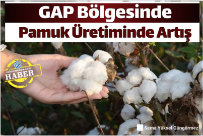 GAP Bölgesinde Pamuk Üretiminde Artış