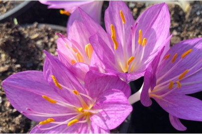 Ailevi Akdeniz Ateşi hastalığının tedavisinde kullanılan ilacın ham maddesi artık Türkiye'de üretiliyor