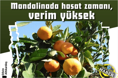 Mandalinada hasat zamanı, verim yüksek