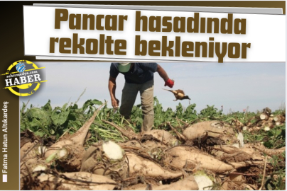 Pancar hasadında rekolte bekleniyor