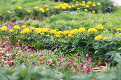 Türkiye'de yetiştirilen peyzaj bitkileri Avrupa ve Türk cumhuriyetlerinin sokaklarını süslüyor