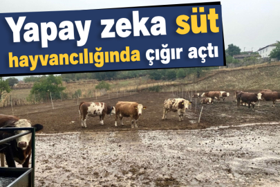 Yapay zeka süt hayvancılığında çığır açtı