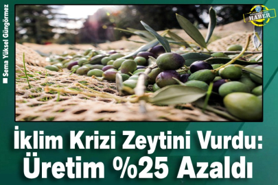 İklim Krizi Zeytini Vurdu: Üretim %25 Azaldı