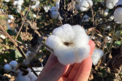 Antalya'nın pamuğu kalitesiyle öne çıkıyor