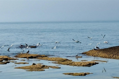 Kazakistan'da Hazar Denizi'nin biyoçeşitliliğini kaybetmesine yönelik endişeler artıyor