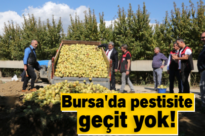 Bursa'da pestisite geçit yok