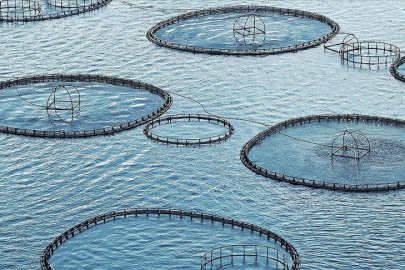 Muğla'dan 9 ayda 545 milyon dolarlık balık ihracatı yapıldı