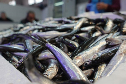 Hamsi yılın 9 ayında 19 ülkede alıcı buldu