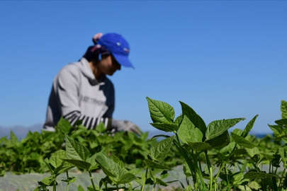 FAO ve Türkiye'den tarım politikalarını güçlendirecek yeni proje
