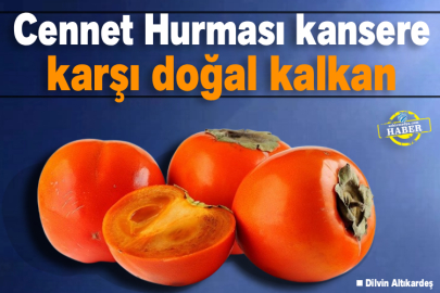 Cennet Hurması Kansere Karşı Doğal Kalkan