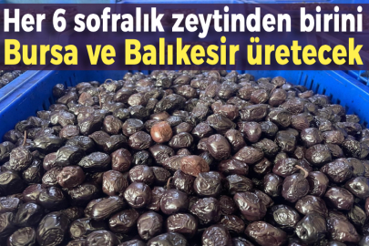 Her 6 sofralık zeytinden birini Bursa ve Balıkesir üretecek