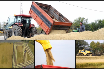 "Türkiye'nin çeltik ambarı" olarak nitelenen Trakya'da hasat tamamlandı