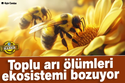 Toplu arı ölümleri ekosistemi bozuyor