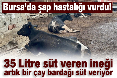 Bursa’da şap hastalığı vurdu! 35 Litre süt veren ineği artık bir çay bardağı süt veriyor