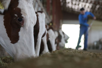 Hayvancılıkta gelecek yıl yetiştiricilere 36,6 milyar liralık destek öngörülüyor