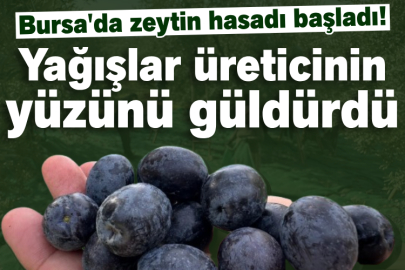 Bursa'da zeytin hasadı başladı!