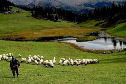 Hayvancılık desteklemelerinin uygulanmasında düzenlemeye gidildi