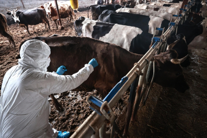 Tarım ve Orman Bakanlığı şap hastalığının kontrol altına alındığını bildirdi
