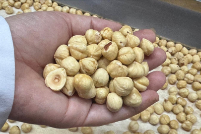 Türkiye, fındık ihracat sezonunun ilk iki ayında 351 milyon doları aşkın gelir sağladı