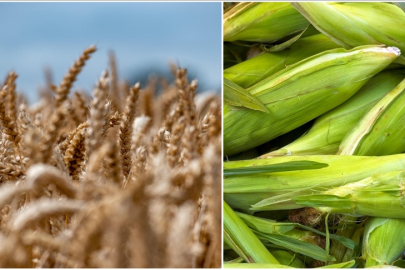 Arpa ve mısır ithalatında tarife kontenjanları 1 milyon ton olarak yeniden belirlendi