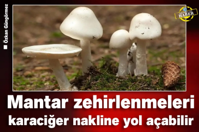 Mantar zehirlenmeleri karaciğer nakline yol açabilir