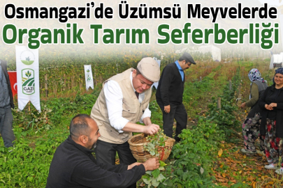Osmangazi’de Üzümsü Meyvelerde Organik Tarım Seferberliği