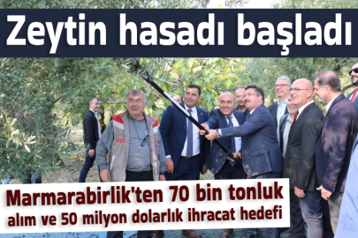 Zeytin hasadı başladı, Marmarabirlik'ten 70 bin tonluk alım ve 50 milyon dolarlık ihracat hedefi
